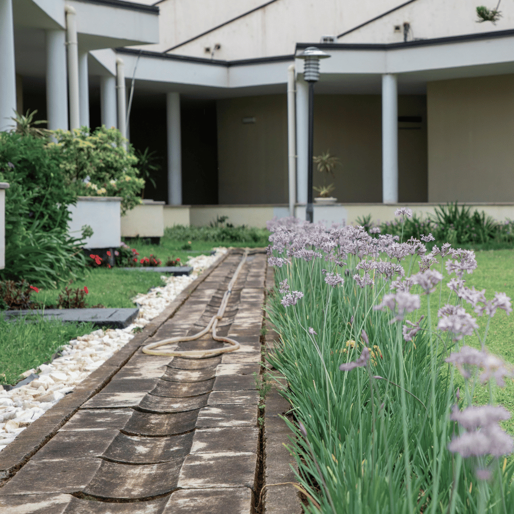 A path through a yard with plants and rocks on the edges